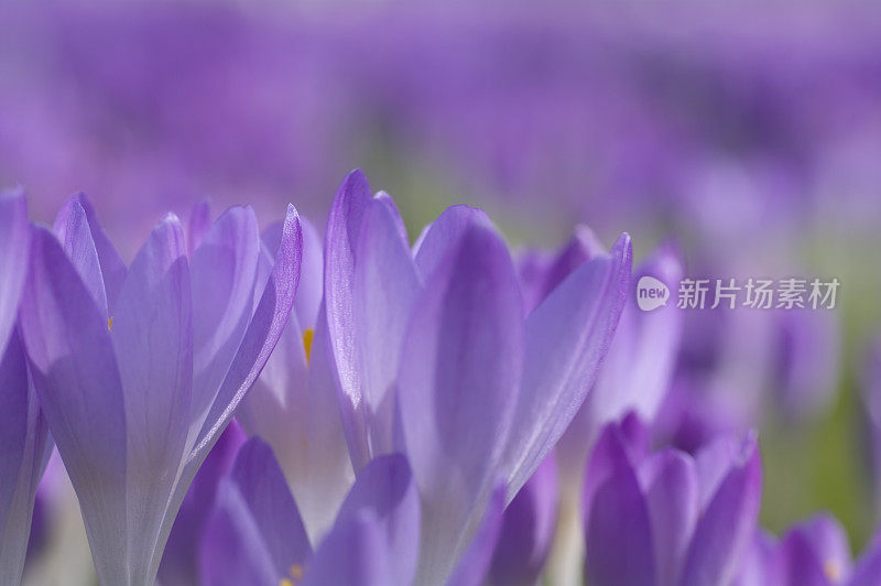 紫色春番红花(C. vernus)在特写